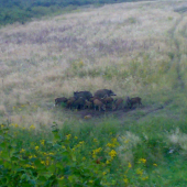 Diviaky na krmovisku...15 minút pred tým som tam strelil líšku :)