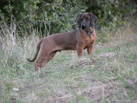 CIRO Juráňova dolina