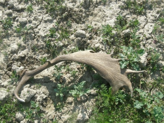 danielí 2009