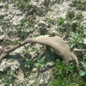 danielí 2009