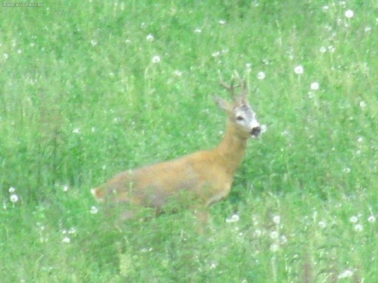 fotené pred včerom, ale málo svetla, upravovaná