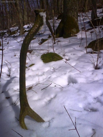 škoda, že vlaňajší