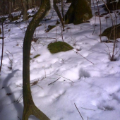 škoda, že vlaňajší