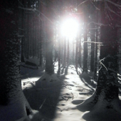 Ranní courání po revíru