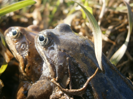 Žabí láska...:-)