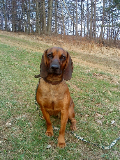 Fea spod oravskeho hradu