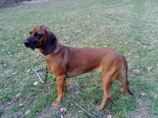 Fea spod oravskeho hradu