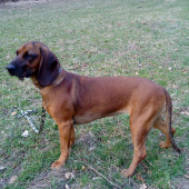 Fea spod oravskeho hradu