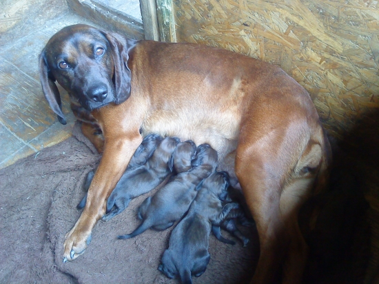 spod oravskeho hradu