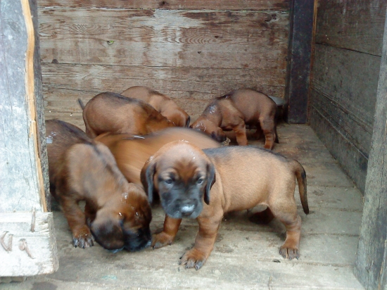 spod oravskeho hradu