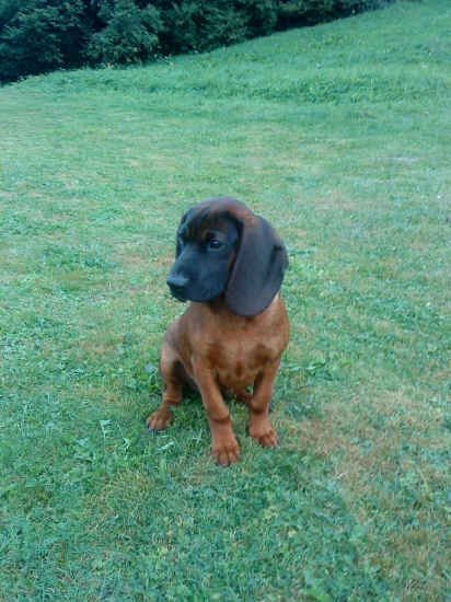 Haras spod oravského hradu