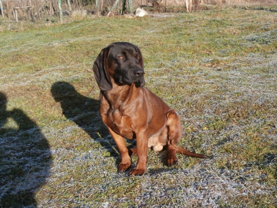 Haras spod Oravského hradu