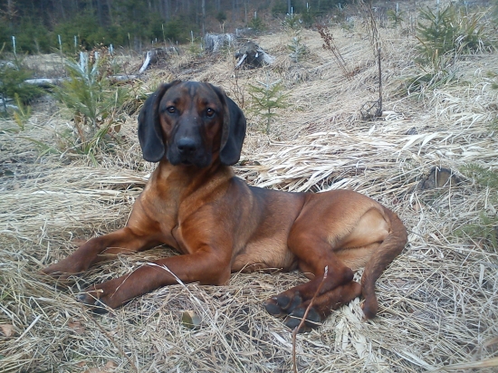 Cona Mútňanská dolina