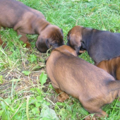 spod oravskeho hradu