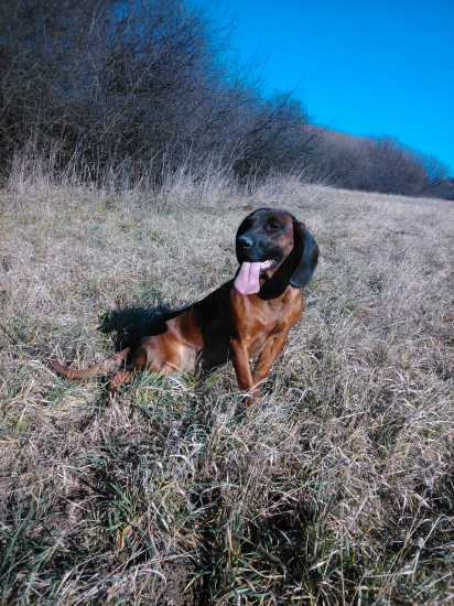 Ajša z Janíkovej záhrady