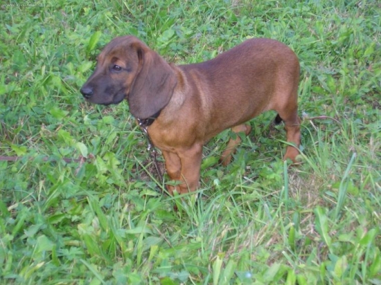 s pod oravskeho hradu