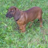 s pod oravskeho hradu