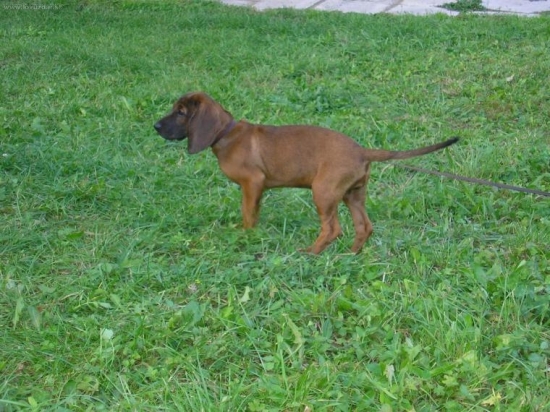 s pod oravskeho hradu