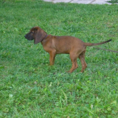 s pod oravskeho hradu