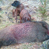 jedna z uspesnych dohladavok