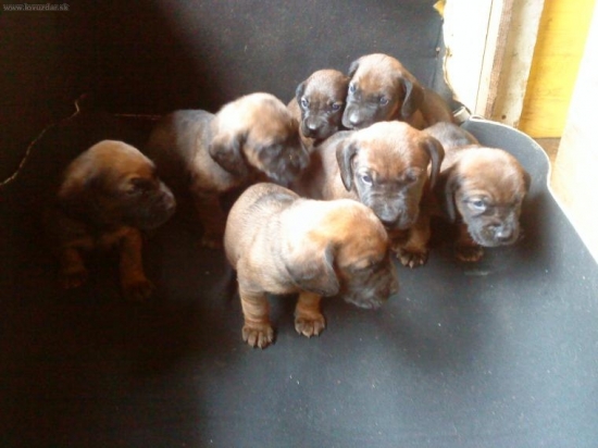 spod oravskeho hradu