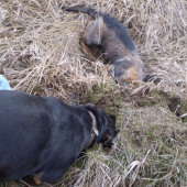 Brok-hrubosrsty jazvecik a Tigo- slovensky kopov