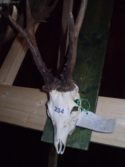 Srnec, ! bronzový  ! , Trofej mojho starkeho,