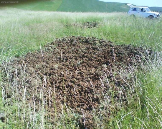 Hranie diviakov , bolo to tam rozryte tak 3x5 m a hlbka30 cm