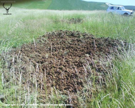 Hranie diviakov , bolo to tam rozryte tak 3x5 m a hlbka30 cm