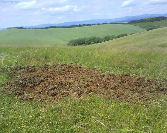 Tiez diviaky , ryli  ......