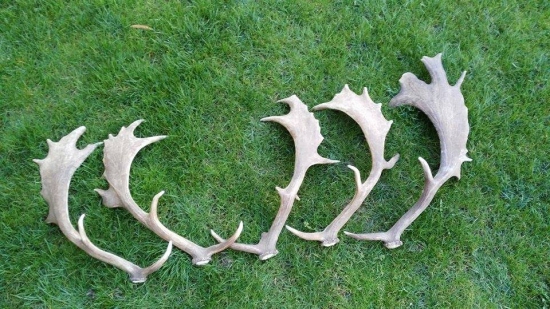 zatial po dvoch prechádzkach