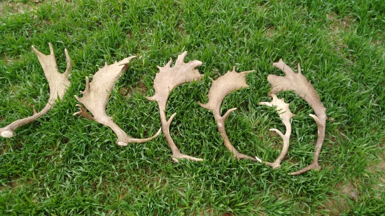 jeden z tých lepších dni v revíri