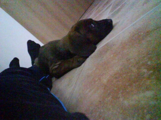 Belga Bavorský Farbiar