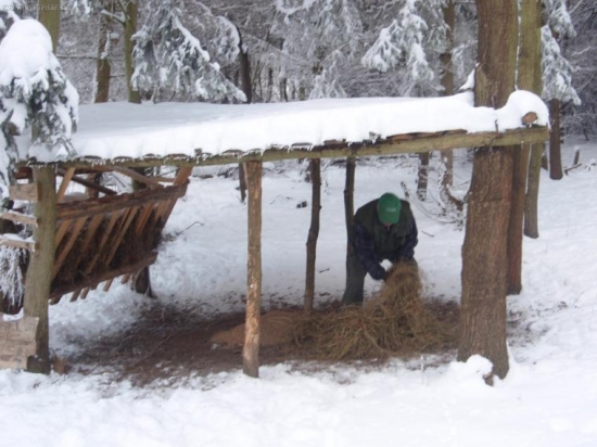 Zakrmovanie centrálneho krmelca