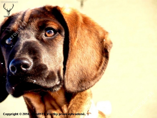 Belga :)