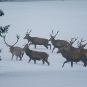Král se svou družinou