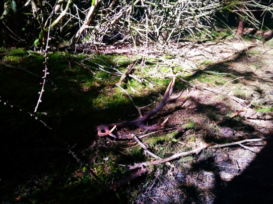 Dvanácterák první pohled