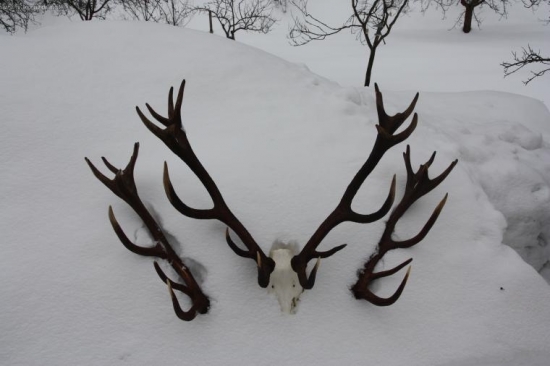 Zhody z jelena z fotky ID 37949 a 41950