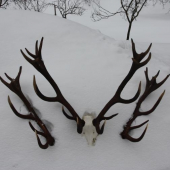 Zhody z jelena z fotky ID 37949 a 41950