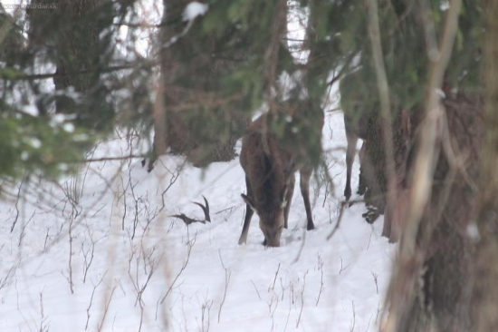 pekne me ho pohlidali, prvy pohled
