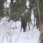 pekne me ho pohlidali, prvy pohled