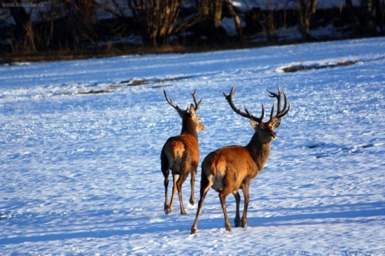 jesenicky sestnacterak