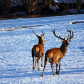 jesenicky sestnacterak