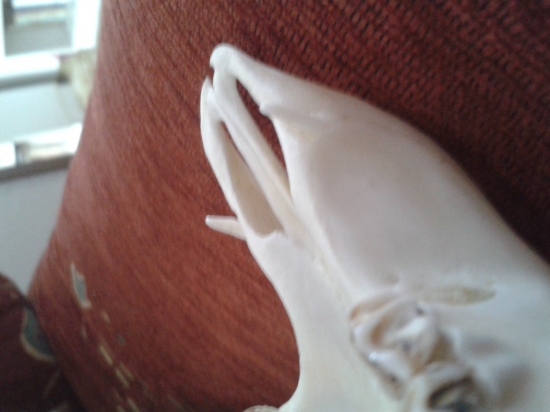 srnec s grandlami detail