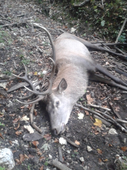 môj minuloročný jeleň