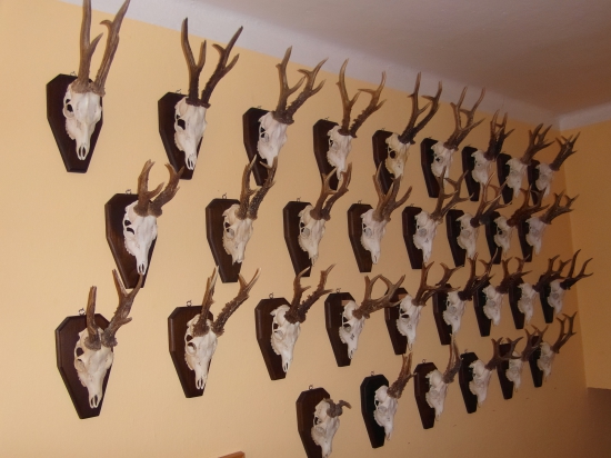 časť zbierky  trofejí