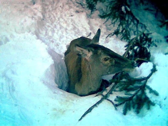 ťažká zima pre zver