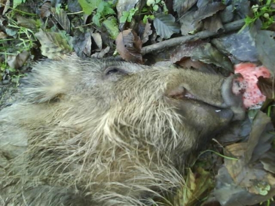 Trochu odtrhnuté z rypaka