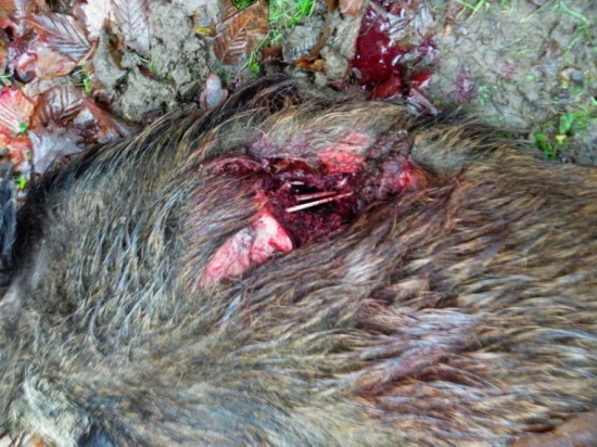 Následok streli kalibru 300 Win Mag