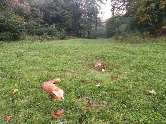 Listička